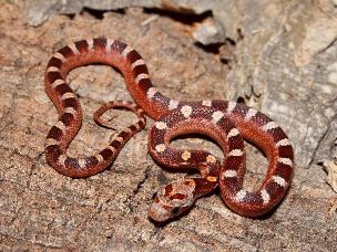 HATCHLING