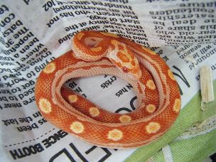 HATCHLING