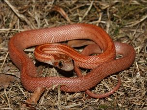 HATCHLING