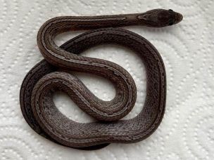 HATCHLING