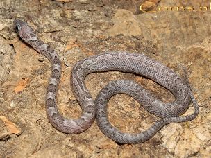 HATCHLING