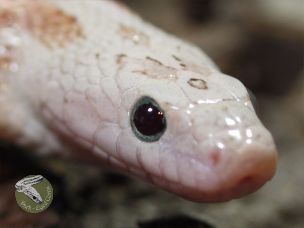 EYE