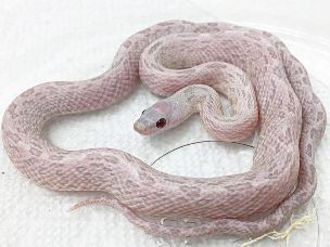 HATCHLING