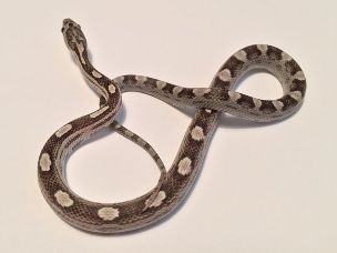 HATCHLING