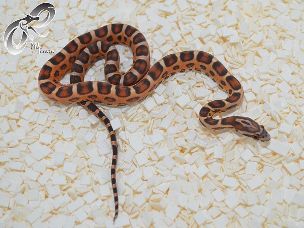 HATCHLING