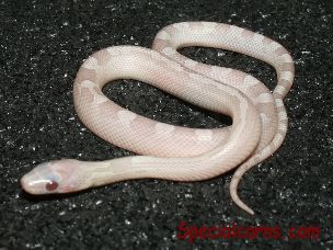 HATCHLING