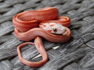 HATCHLING