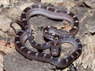 HATCHLING