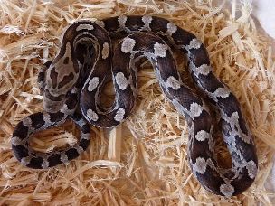 HATCHLING