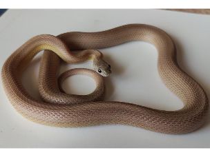 HATCHLING