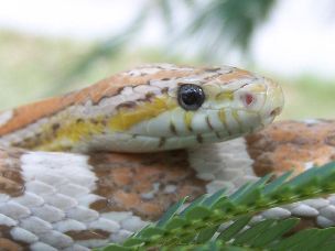 EYE