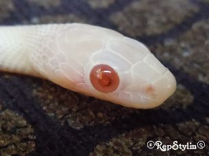 EYE