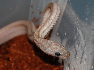 EYE