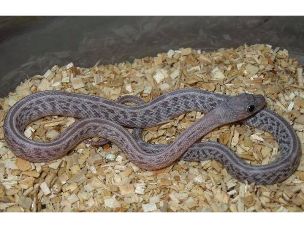HATCHLING