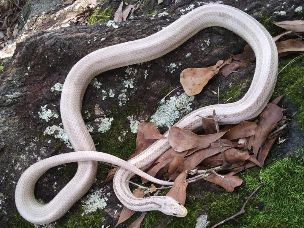 ADULT