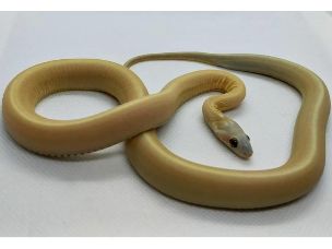 HATCHLING