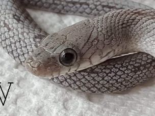 EYE