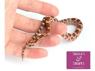 HATCHLING