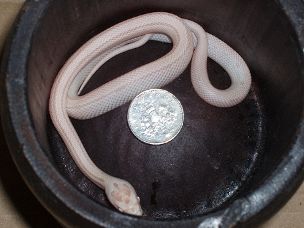 HATCHLING