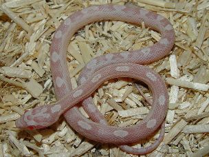 HATCHLING