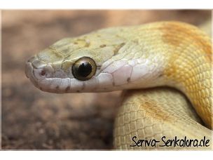 EYE