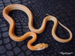 HATCHLING