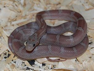 HATCHLING