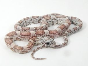 HATCHLING