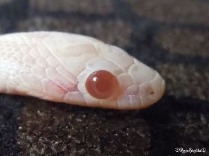 EYE