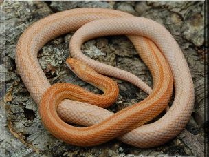 ADULT