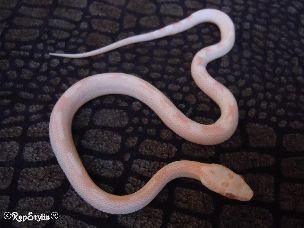 HATCHLING
