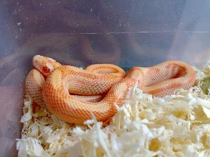 HATCHLING