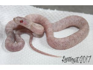 HATCHLING