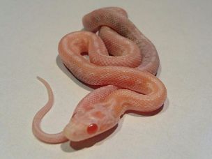 HATCHLING