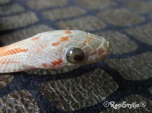EYE
