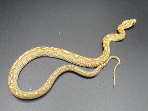 ADULT