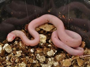 HATCHLING