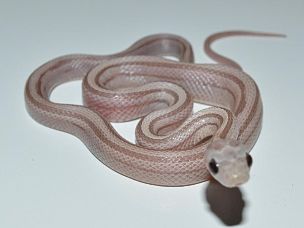 HATCHLING