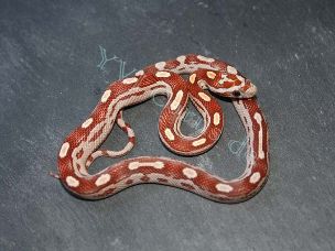 HATCHLING