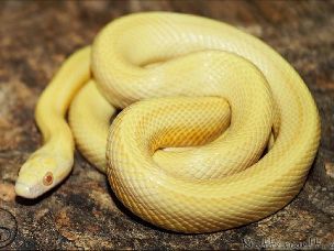HATCHLING