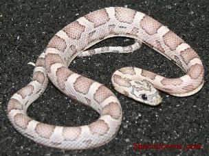 HATCHLING