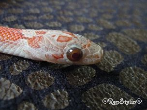 EYE