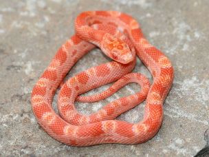 HATCHLING