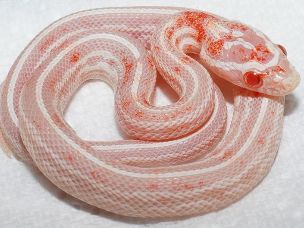 HATCHLING