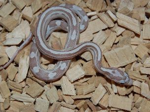 HATCHLING