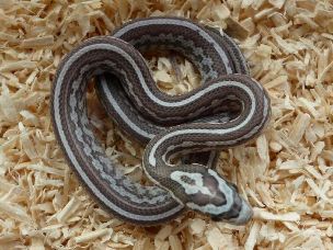 HATCHLING