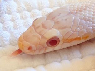 EYE