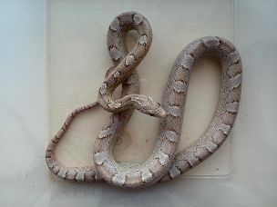 ADULT
