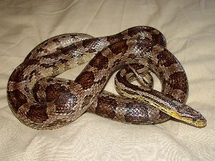 ADULT
