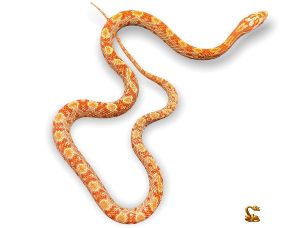 HATCHLING